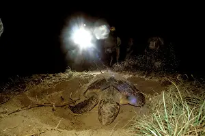 Bundaberg: Turtle watching - Mon Repos Beach, Bundaberg, Queensland