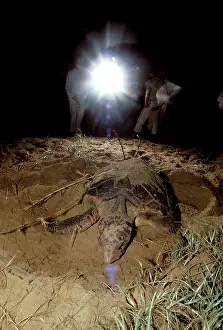 Bundaberg: Turtle watching -. Mon Repos Beach, Bundaberg