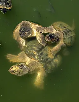310718: Turtles