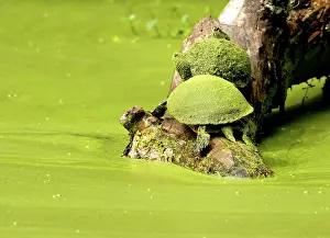 Bask: Turtles