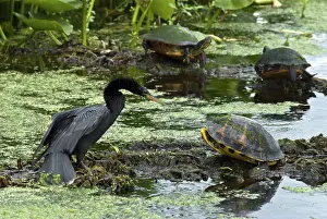 Anhinga: Turtles and Anhinga