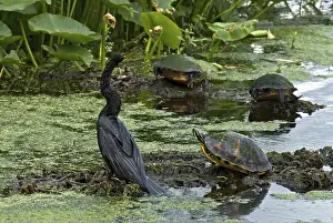 Anhinga: Turtles and Anhinga