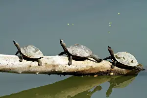 Brahamputra: Turtles - in the river Brahamputra