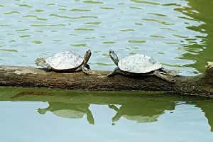 Brahamputra: Turtles - in the river Brahamputra