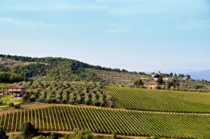 Gerometta: Tuscany, Italy. Vineyards and olive trees