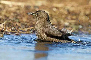 Antarcticus: Tussackbird / Tussockbird / Blackish Cinclodes