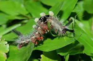 Hairy: Tussock Moth Caterpillar