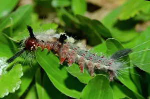 Hairy: Tussock Moth Caterpillar
