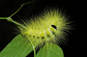 Hairy: Tussock Moth Caterpillar