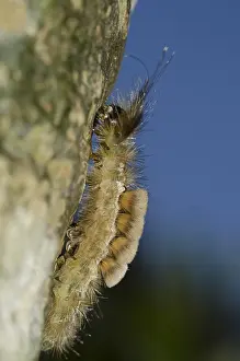 Tussock: Tussock Moth Caterpillar - with long hairs for protection