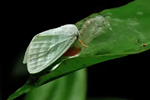 Lymantriidae: Tussock moths - after hatching out of the pupa