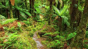 Polynesia: Tutoko River Track, Fiordland National Park, South Island