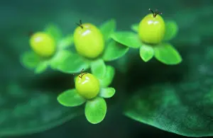 Hypericum: Tutsan