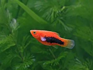 Xiphoporus: Tuxedo platy - side view
