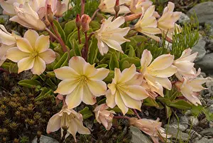 220319: Tweedy's lewisia, Lewisia tweedii, in flower