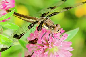 Twelve: Twelve-spot Skimmer Dragonfly - female resting