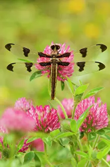 Twelve: Twelve-spot Skimmer Dragonfly - resting on red