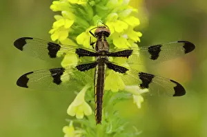 Twelve: Twelve-spotted Skimmer Dragonfly - believed to be a female