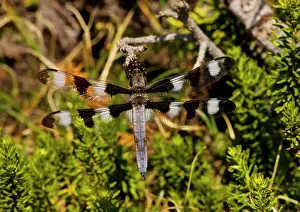 Twelve: The twelve-spotted Skimmer - perched on red heather