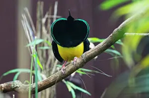 Twelve: Twelve-wired Bird 0f Paradise, male displaying
