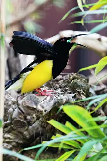Twelve: Twelve-wired Bird 0f Paradise, male displaying