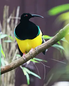 Twelve: Twelve-wired Bird 0f Paradise, male, perched on