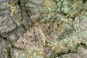 Twenty-plume / Many-plume Moth