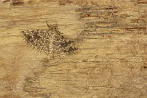 Micro: Twenty-plume Moth