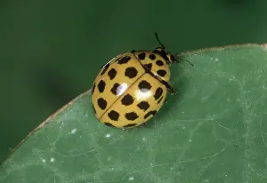 Mildew: Twenty-two spot ladybird