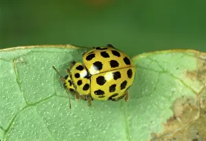 Ladybird: Twenty-two spot ladybird