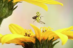 Ladybird: Twenty-two spot ladybird (Psyllobora vigintiduopunctata)