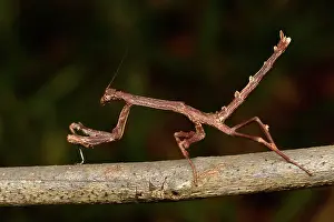 Andasibe: Twig Mantis (Popa spurca) on a branch, Andasibe