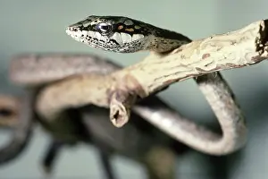 Capensis: Twig Snake