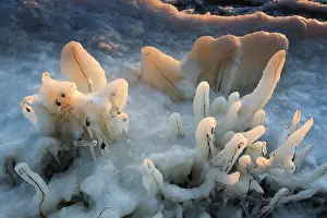 Icicles: Detail of twigs covered by icicles