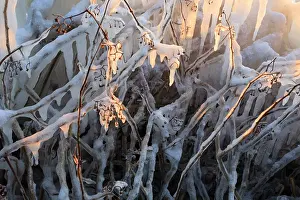 Uitgeestermeer: Twigs covered by icicles in backlight