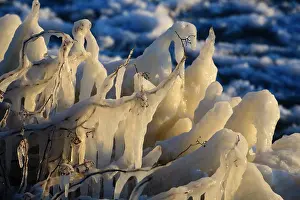 Icicles: Twigs covered by icicles in backlight