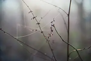 Connected: Twigs in a misty, wintery setting connected by spider web st
