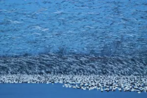 Caerulescens: Twilight Snow Goose Blur