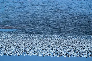 Caerulescens: Twilight Snow Goose Blur