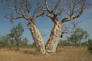 Boabs: Twin Baobab Trees - Known as Boab Tree in Australia