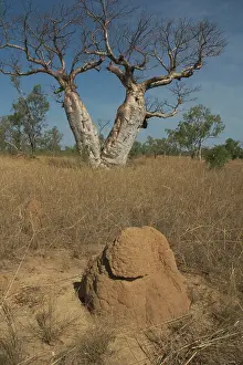 Boabs: Twin Baobab Trees - and termite mound. Known as