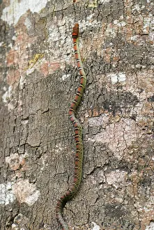 Chrysopelea: Twin Barred Tree Snake - on tree