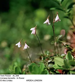 Ake Lindau: Twin Flower