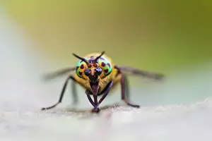 Twin: Twin-lobed Deerfly