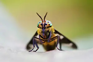 Twin: Twin-lobed Deerfly