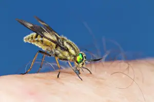 Twin: Twin-lobed Deerfly (Chrysops relictus) feeding on