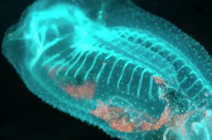 Tunicate: Twin Sailed Salp