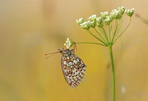 Twin: Twin-spot fritillary