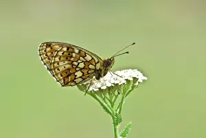 Fritillaries: Twin-spot fritillary - Underside, resting on umbellifer