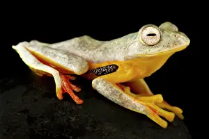 Twin: Twin-spotted Flying Frog (Rhacophorus bipunctatu
